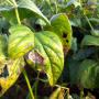 Crop Insurance Claim Denied Due to Fungal Disease