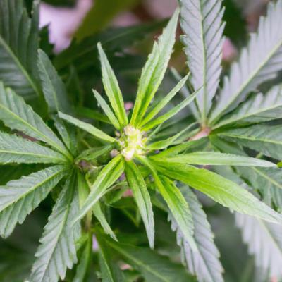 Landlord loses dispute over drug farm fire?w=400
