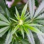 Landlord loses dispute over drug farm fire